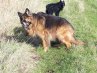 (Rambo) Lando (Rambo) Lando