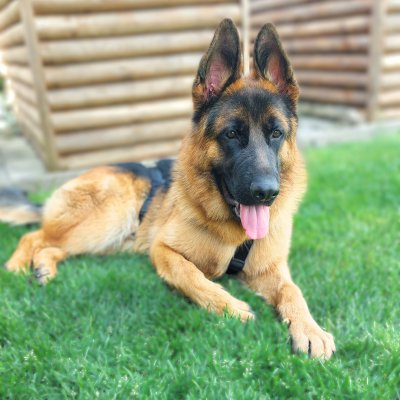 Archie