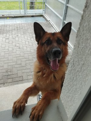 Cooper
