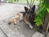 Gismo Gismo
