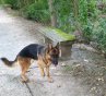 Mailo (Henry)