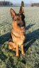 Mailo (Henry)