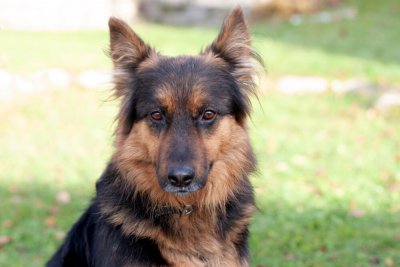 Puschinka