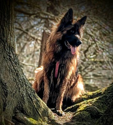 Sam